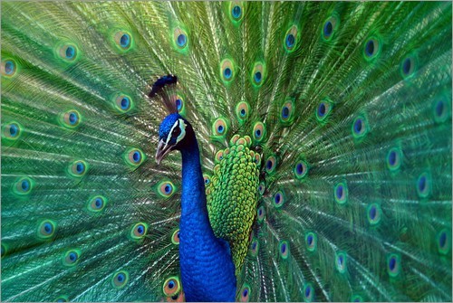Tierpark Reischach